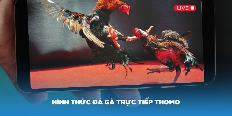 Một số nét cơ bản về đá gà thomo