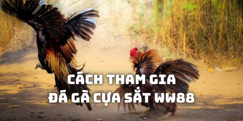 Quy trình tham gia theo dõi và cá độ chọi kê đơn giản