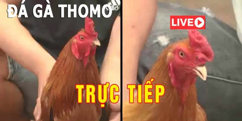 Đá gà thomo