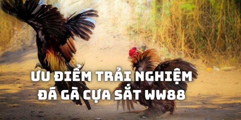 Điểm nổi bật khi tham gia cá cược đá gà cựa sắt WW88